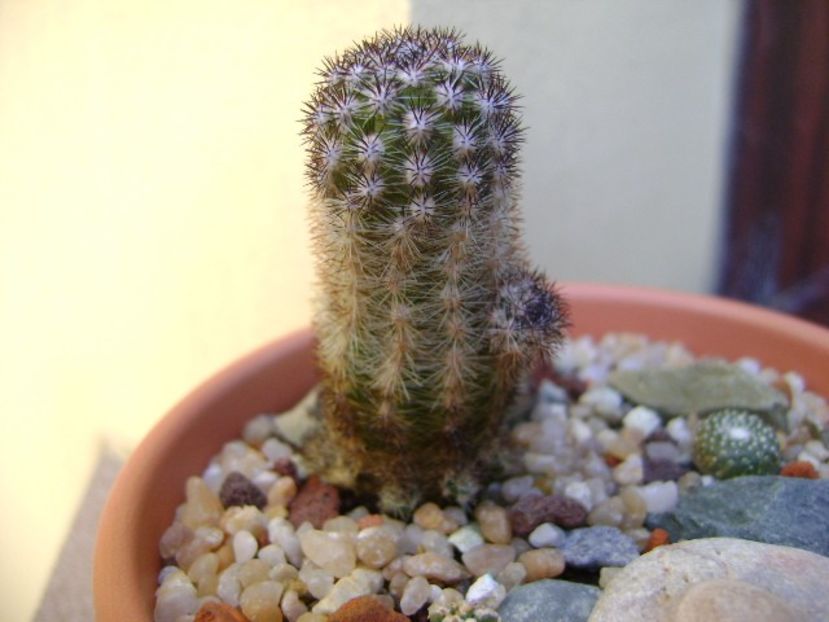 Pygmaeocereus bylesianus - Cactusi 2019 bis bis