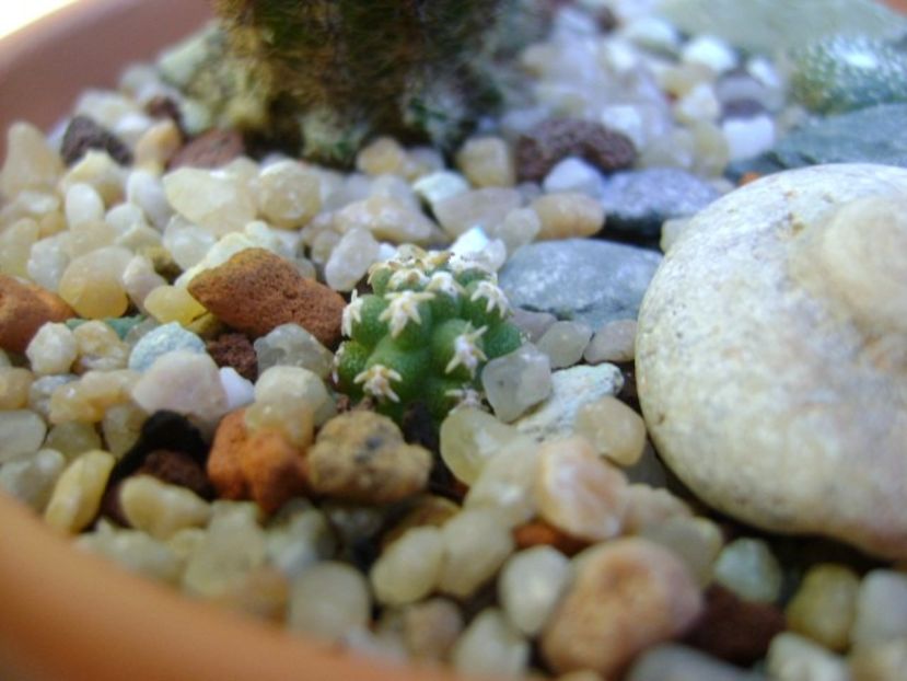 Pygmaeocereus bieblii - Cactusi 2019 bis bis