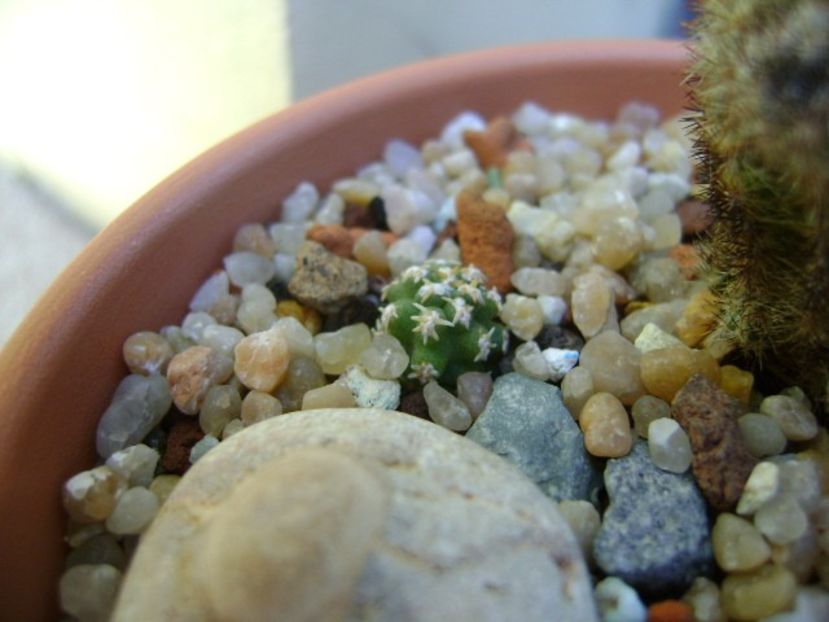 Pygmaeocereus bieblii - Cactusi 2019 bis bis