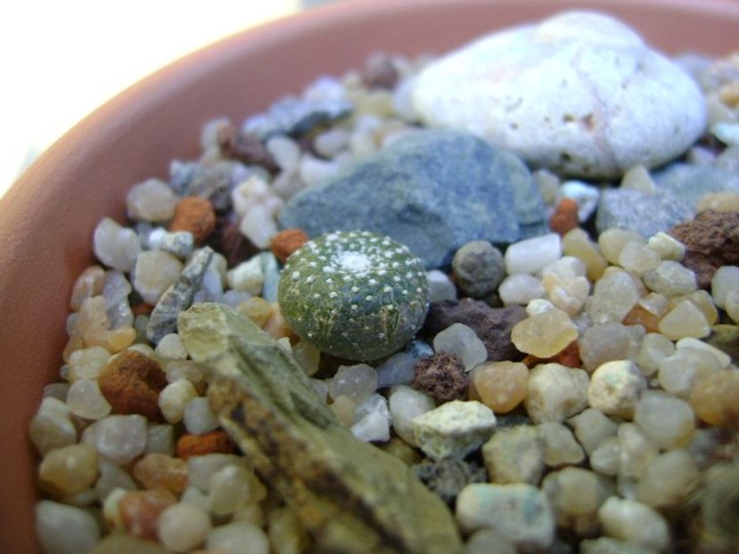 Blossfeldia lilliputana v. atroviridis - Cactusi 2019 bis bis