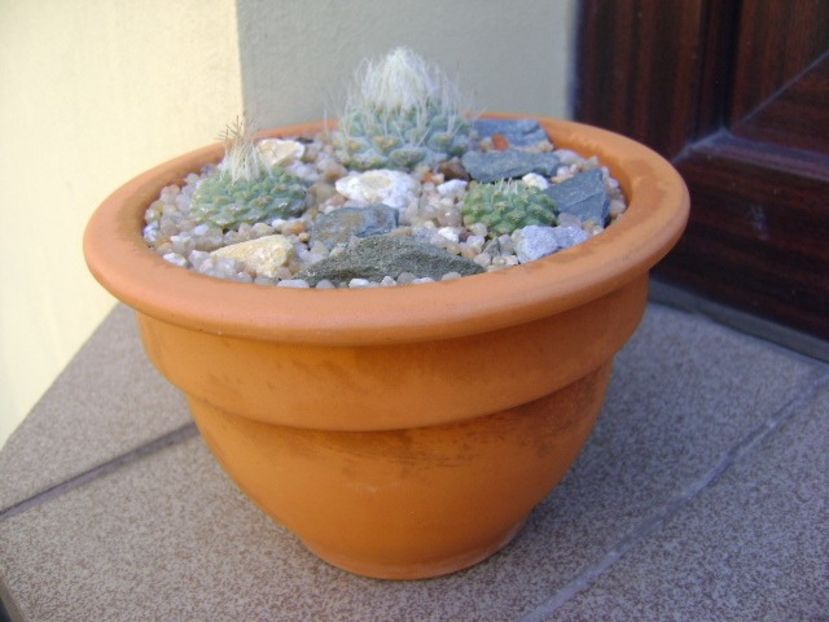 Grup de 3 Strombocactus - Cactusi 2019 bis bis