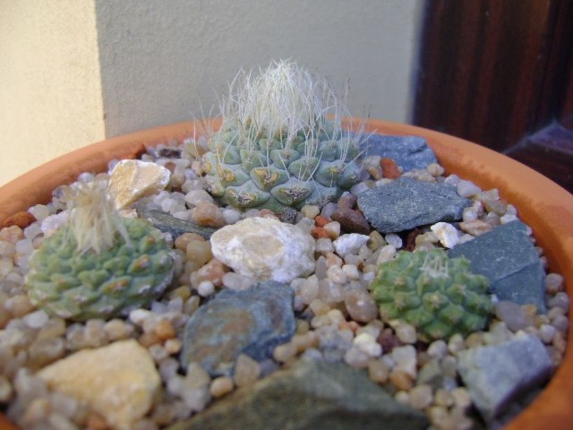 Grup de 3 Strombocactus - Cactusi 2019 bis bis