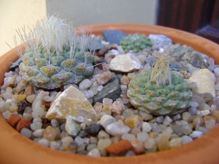 Grup de 3 Strombocactus - Cactusi 2019 bis bis