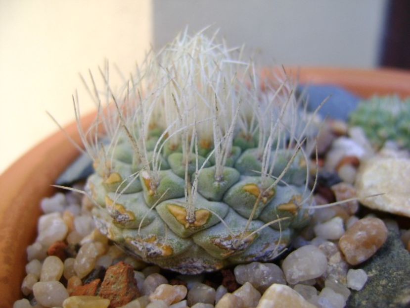 Strombocactus disciformis - Cactusi 2019 bis bis