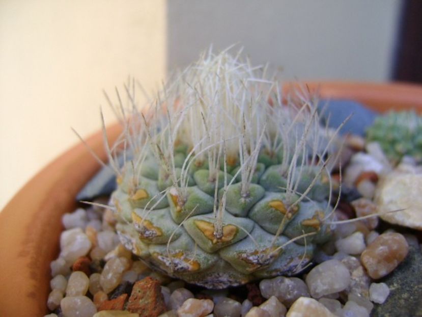 Strombocactus disciformis - Cactusi 2019 bis bis