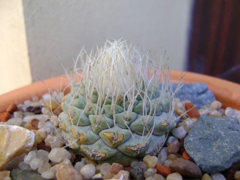 Strombocactus disciformis - Cactusi 2019 bis bis
