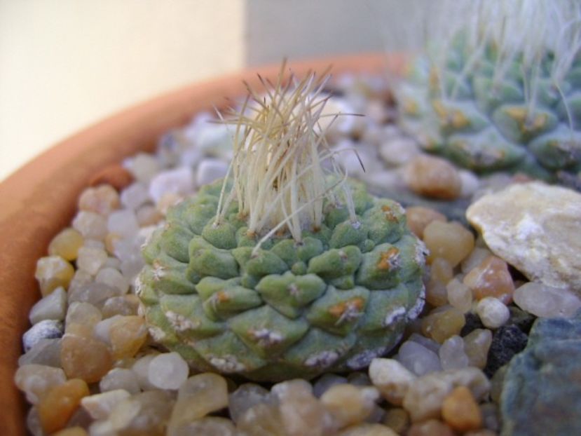 Strombocactus disciformis ssp. jarmillae, Jalpan Mx. - Cactusi 2019 bis bis