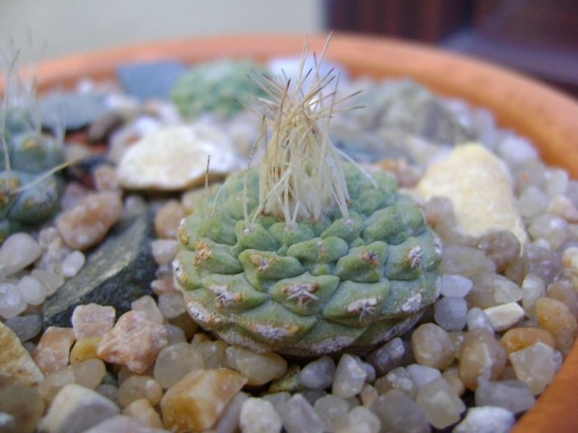 Strombocactus disciformis ssp. jarmillae, Jalpan Mx. - Cactusi 2019 bis bis