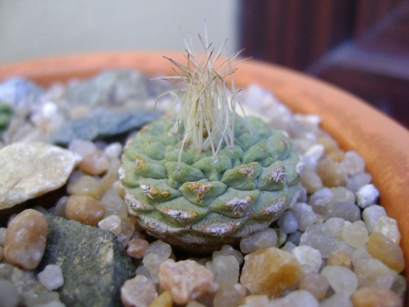 Strombocactus disciformis ssp. jarmillae, Jalpan Mx. - Cactusi 2019 bis bis