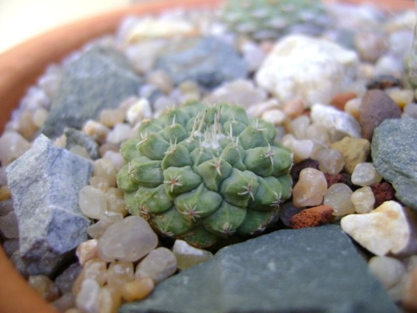 Strombocactus disciformis Vizarron, Queretaro, Mx - Cactusi 2019 bis bis