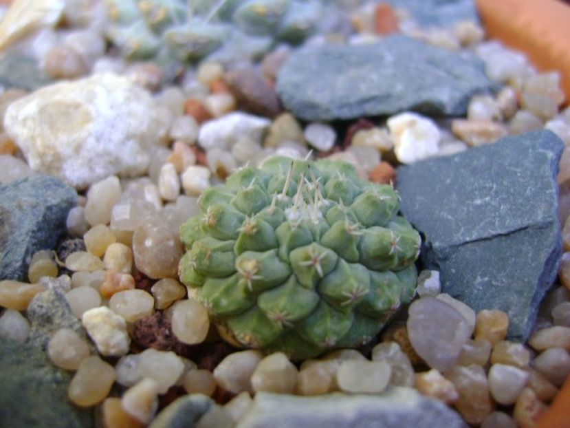 Strombocactus disciformis Vizarron, Queretaro, Mx - Cactusi 2019 bis bis