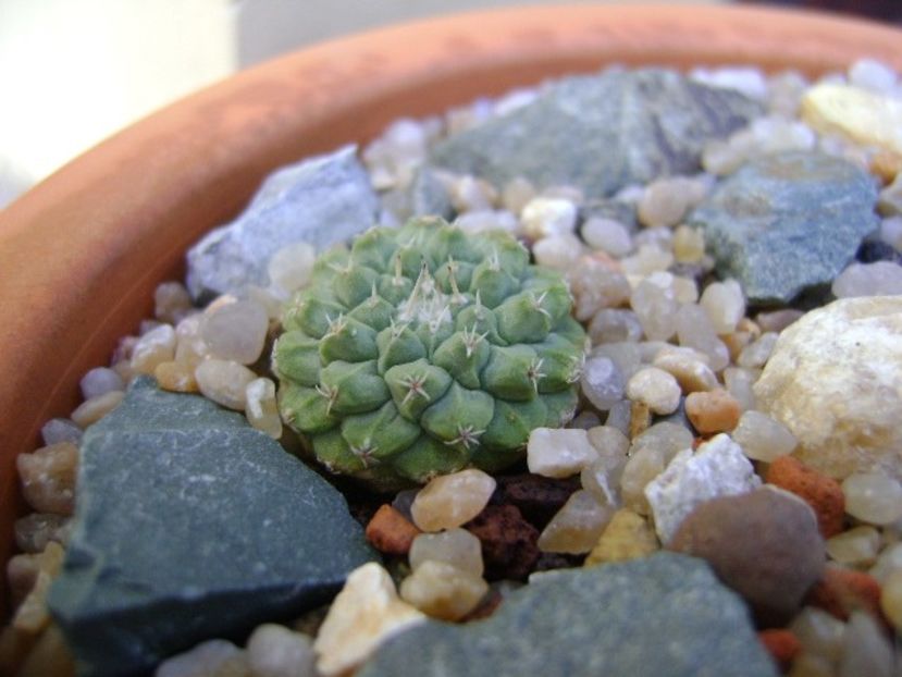 Strombocactus disciformis Vizarron, Queretaro, Mx - Cactusi 2019 bis bis