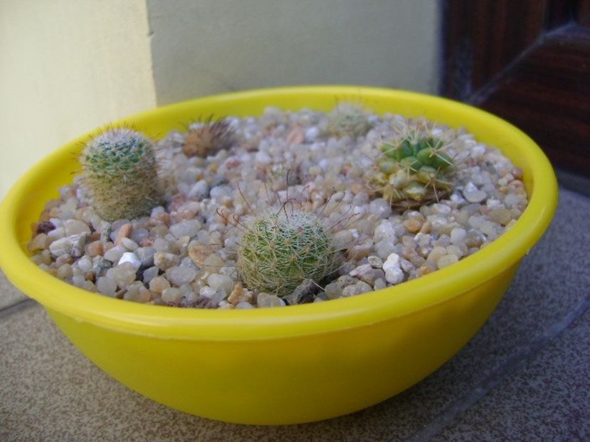 Grup de 6 Mammillaria - Cactusi 2019 bis bis
