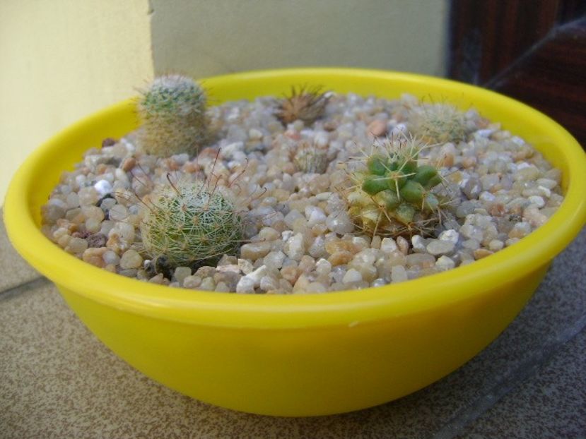 Grup de 6 Mammillaria - Cactusi 2019 bis bis