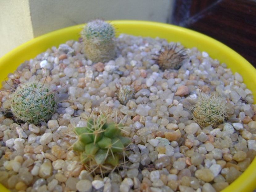 Grup de 6 Mammillaria - Cactusi 2019 bis bis