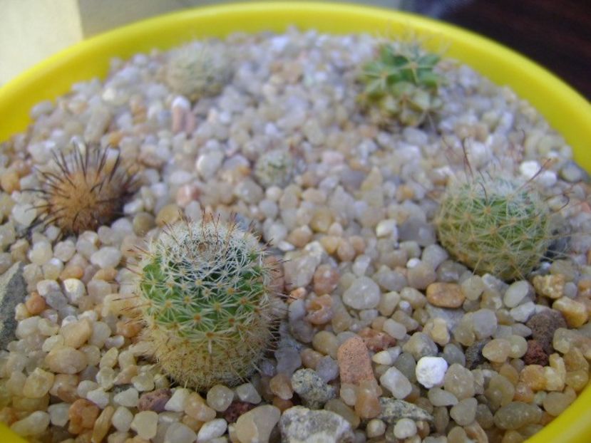 Grup de 6 Mammillaria - Cactusi 2019 bis bis