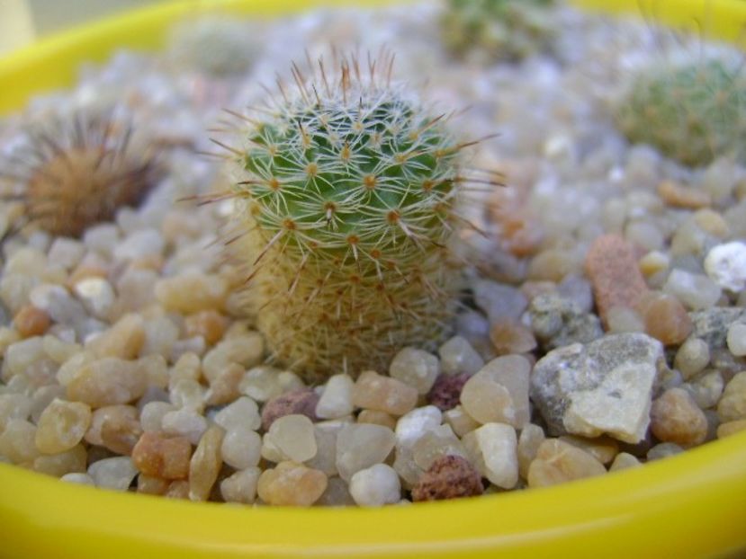 Mammillaria perbella v. lanata, San Pablo, Queretaro, Mx - Cactusi 2019 bis bis