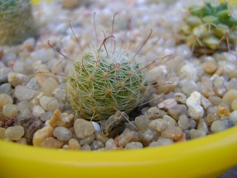 Mammillaria grahamii - Cactusi 2019 bis bis