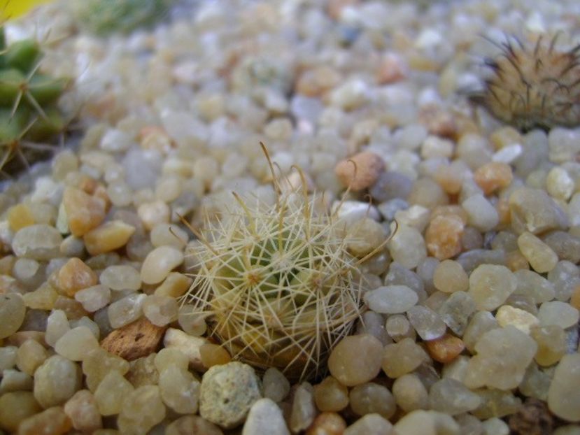 Mammillaria boolii - Cactusi 2019 bis bis