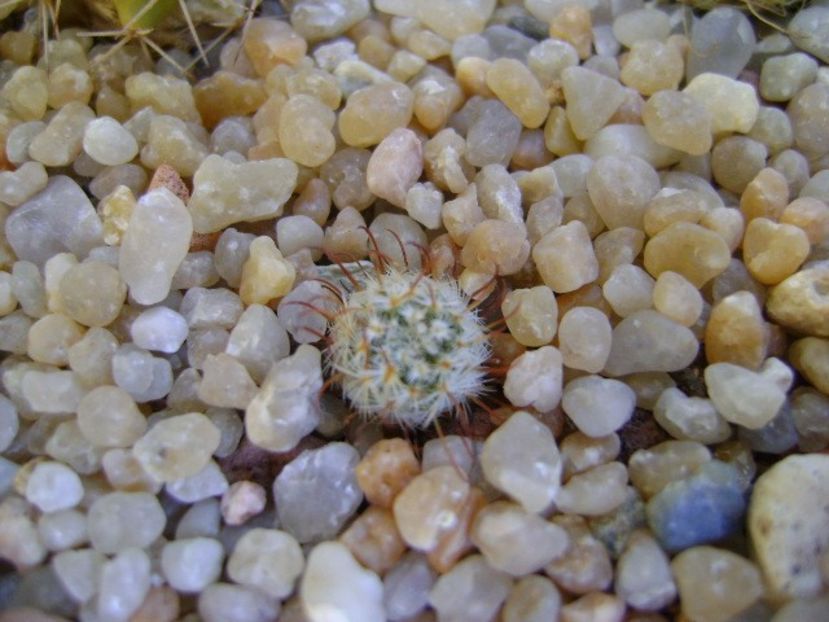 Mammillaria perezdelarosae - Cactusi 2019 bis bis