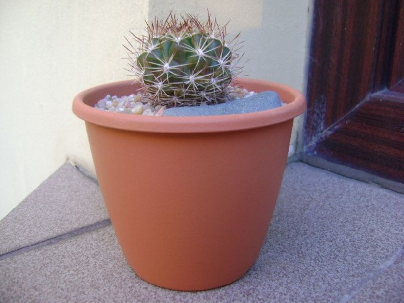 Weingartia lanata (Rebutia neocumingii ssp. lanata) - Cactusi 2019 bis bis
