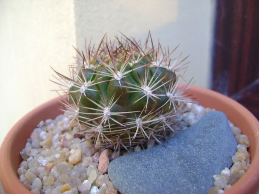 Weingartia lanata (Rebutia neocumingii ssp. lanata) - Cactusi 2019 bis bis