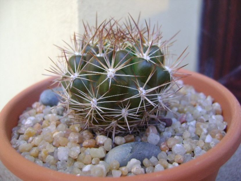 Weingartia lanata (Rebutia neocumingii ssp. lanata) - Cactusi 2019 bis bis