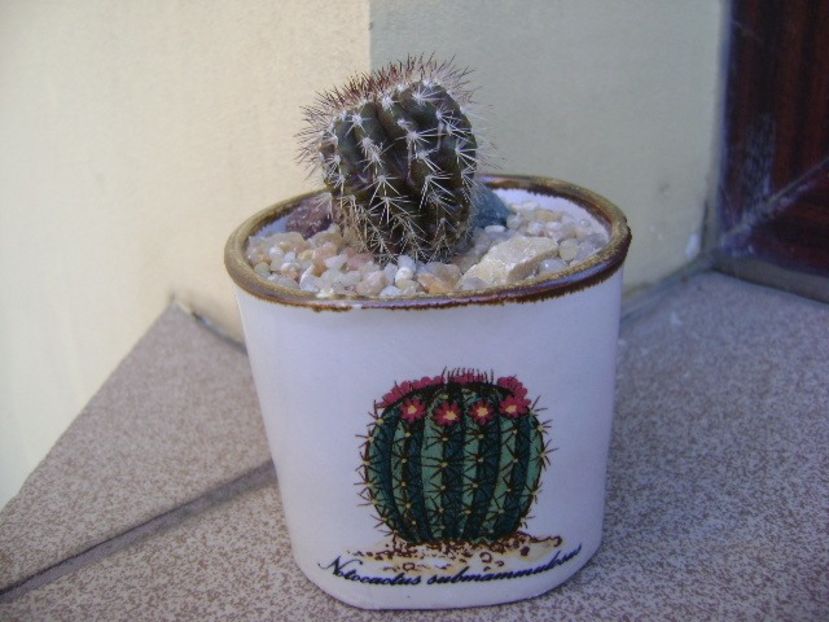 Uebelmannia pectinifera - Cactusi 2019 bis bis