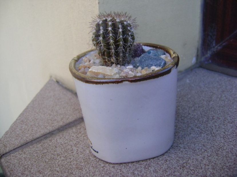 Uebelmannia pectinifera - Cactusi 2019 bis bis