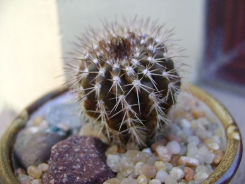 Uebelmannia pectinifera - Cactusi 2019 bis bis