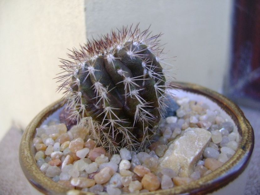 Uebelmannia pectinifera - Cactusi 2019 bis bis