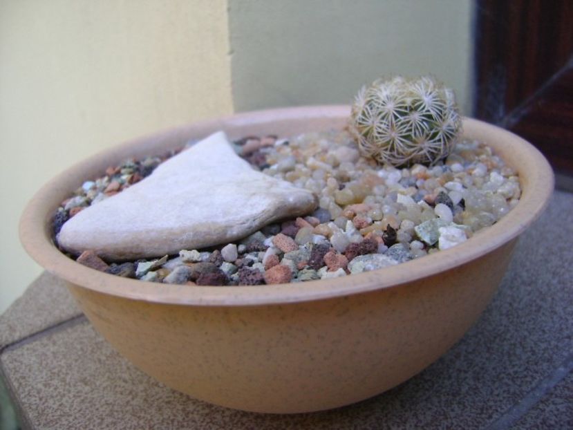 Coryphantha echinus, SB377 Val Verde Co, TX - Cactusi 2019 bis bis