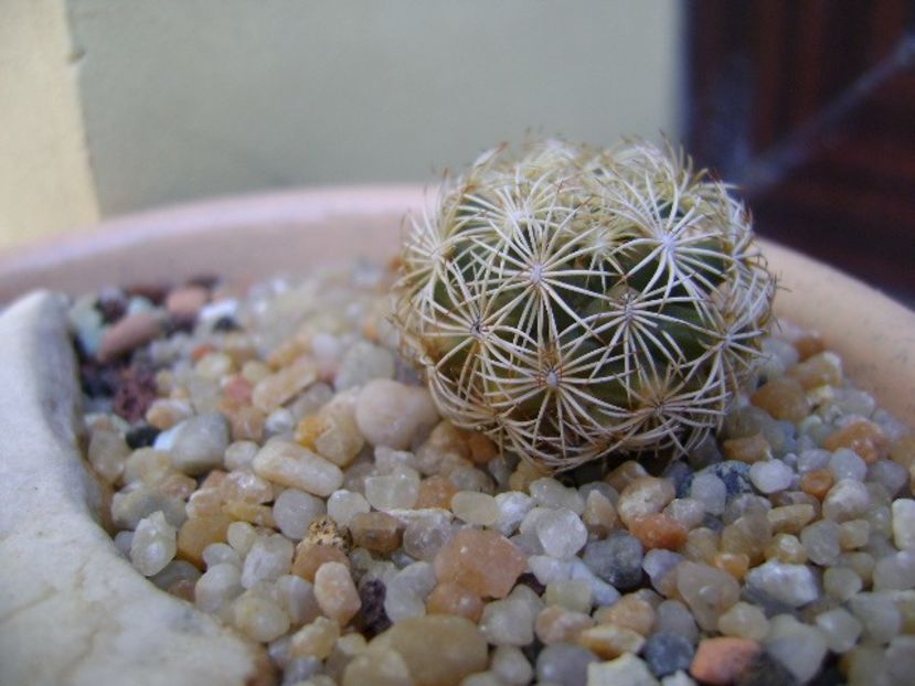 Coryphantha echinus, SB377 Val Verde Co, TX - Cactusi 2019 bis bis