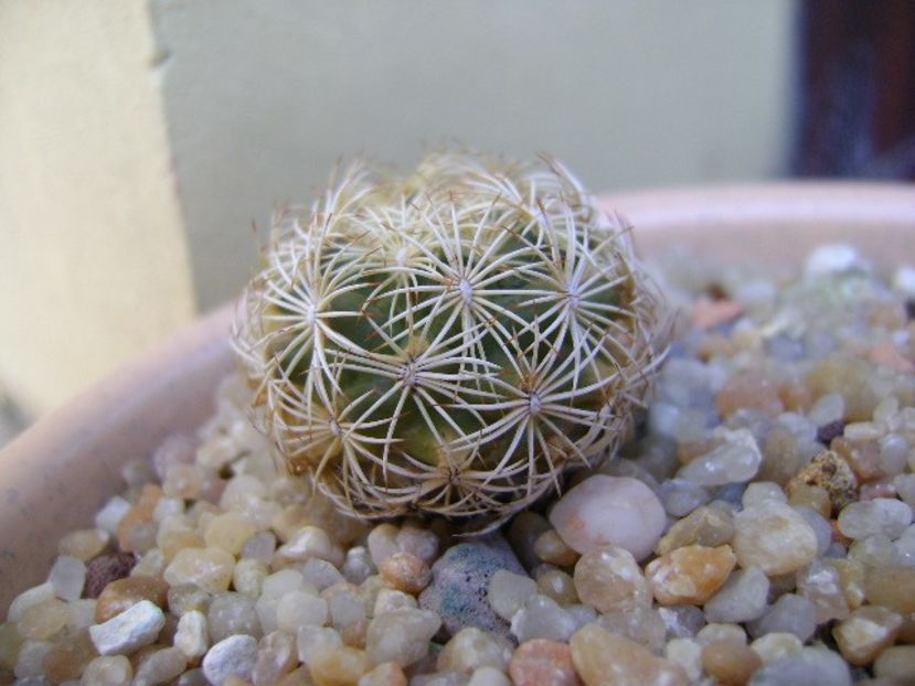 Coryphantha echinus, SB377 Val Verde Co, TX - Cactusi 2019 bis bis