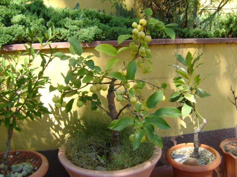 Mar decorativ (Malus red sentinel?) - r Vara 2016-2017-2018-2019