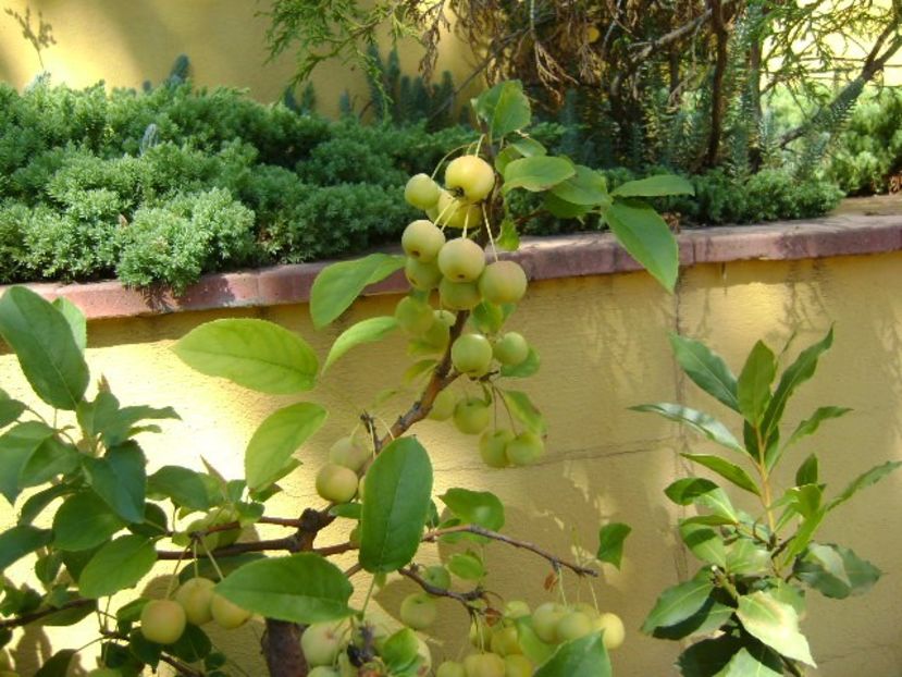 Mar decorativ (Malus x robusta ”Red Sentinel”) - Bonsai si prebonsai 2018-2020