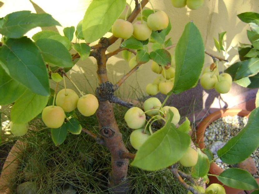 Mar decorativ (Malus x robusta ”Red Sentinel”) - Bonsai si prebonsai 2018-2020