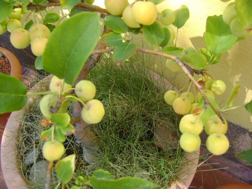 Mar decorativ (Malus x robusta ”Red Sentinel”) - Bonsai si prebonsai 2018-2020