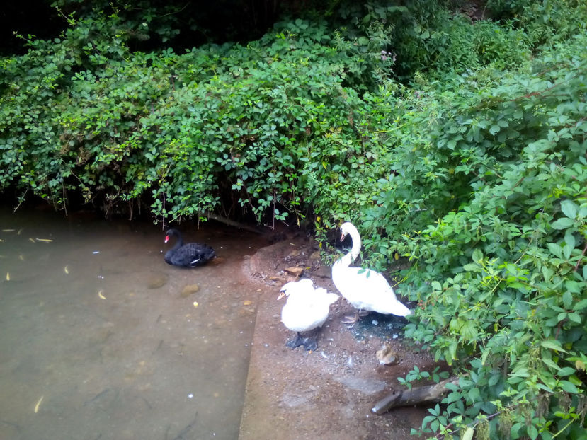 Păstrăvăria Șoimuș. - Vacanța 2019 3