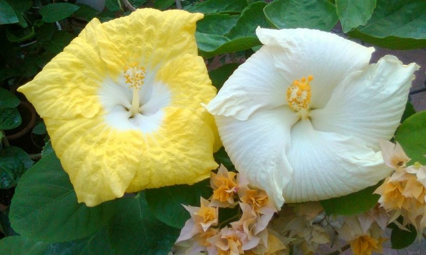  - Hibiscus Papa Giovanni Paolo