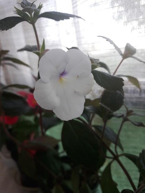  - Achimenes 2019
