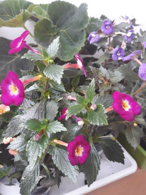  - R19 - Claret - renuntat