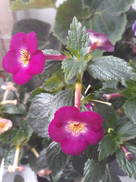  - R19 - Claret - renuntat