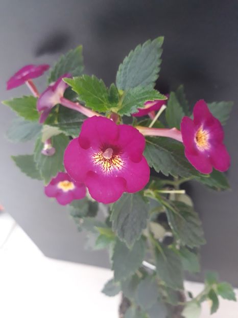  - R19 - Claret - renuntat