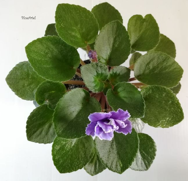 2019 - Watermelon Bay