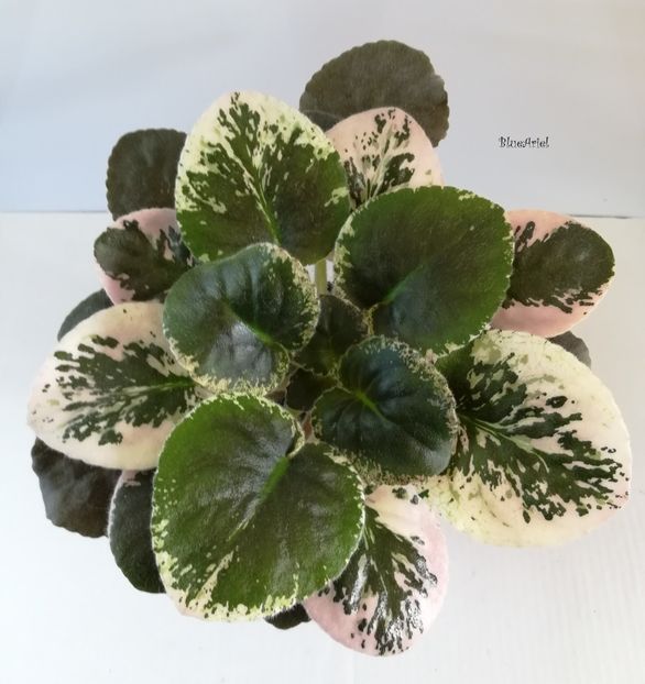 2019 - Ness Orange Pekoe