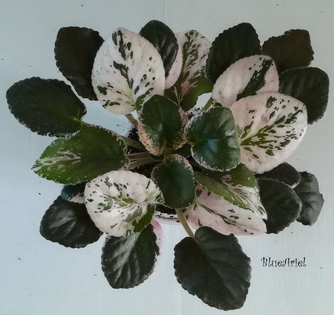 2019 - Wrangler_s Jealous Heart