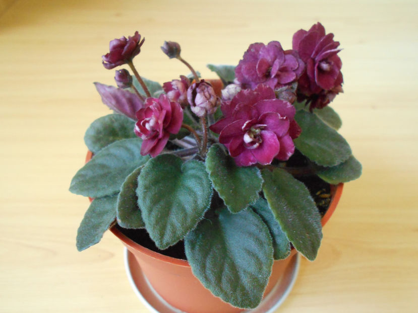 Jolly Texan - 05___FLORI 2019