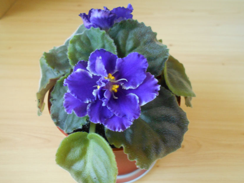 Letnie Sumerki - 05___FLORI 2019