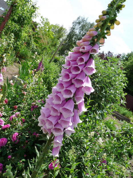  - Digitalis - Degetel